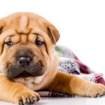 two Shar Pei baby dogs